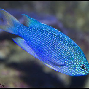 Meet your Posher, A blue fish production